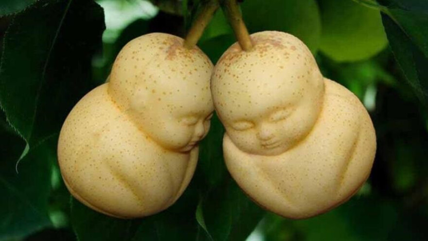 Proizvode kruškolikog Buddhu i tikvastog Trumpa