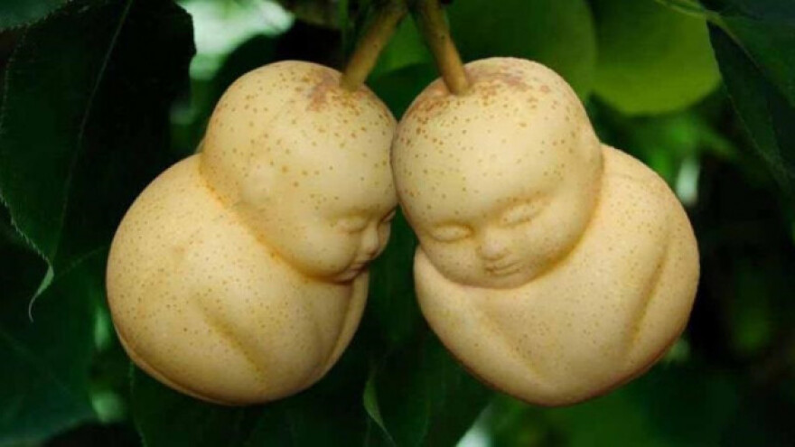 Proizvode kruškolikog Buddhu i tikvastog Trumpa