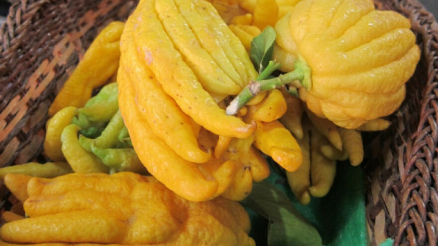 Budina ruka, kavijar limun noviteti na europskom tržištu