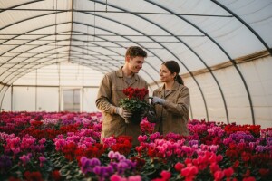Budite iskreni - poklonite ciklamu