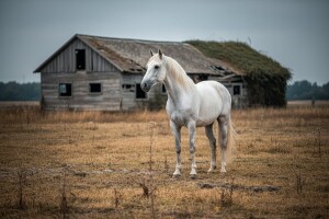 Budućnost lipičke ergele upitna bez zemlje i pašnjaka