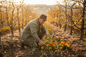 Budućnost u organskoj proizvodnji voća