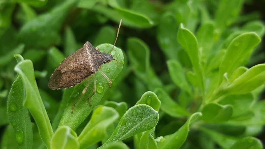 Smrdljivi martini okupirali Hrvatsku - kako ih se riješiti?