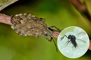 Azijska samurajska osa - rešenje u borbi protiv smrdibube?