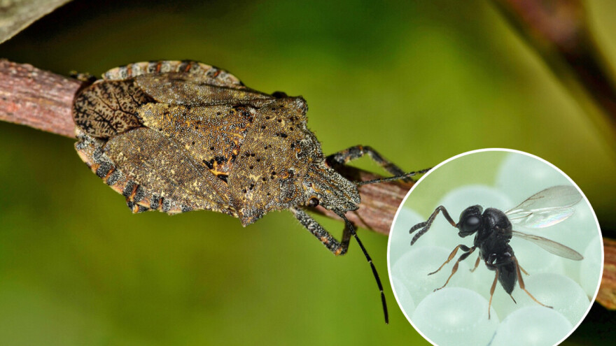 Azijska samurajska osa rješenje u borbi protiv smrdibube?