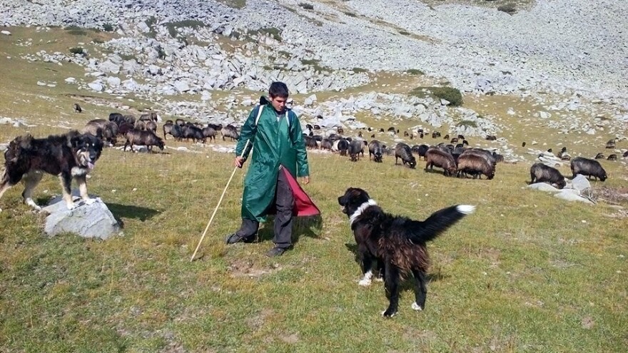 Naljutili i ministra poljoprivrede: Lokalna vlast protjeruje ovce i koze