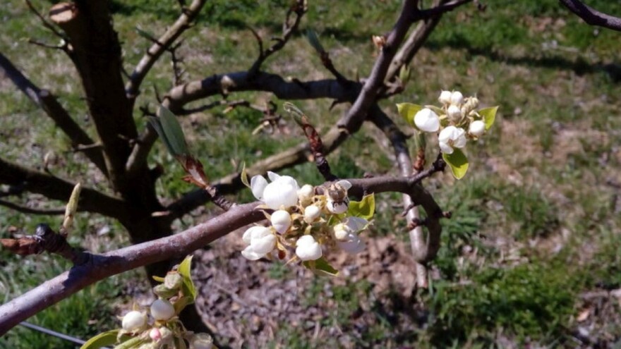Probudila se rutava buba, kako je se rešiti?