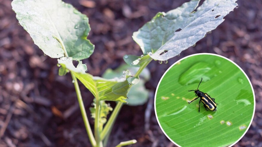 Kupusni buhači - male napasti uzrokuju velike štete