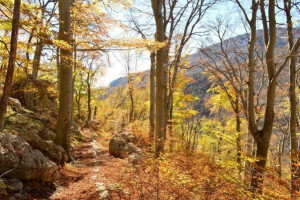 Bukove šume pod zaštitom UNESCO-a