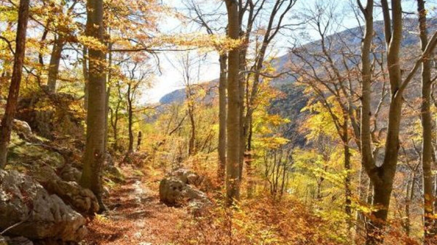 Bukove šume pod zaštitom UNESCO-a