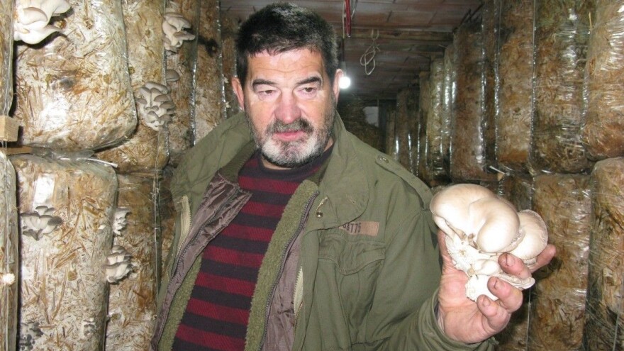 Uzgajanje bukovača u selu Tripkova