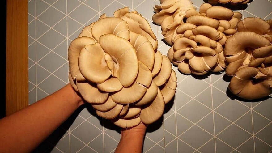 U uzgoju bukovače važan kvalitet sirovina, ali i svake proizvodne faze