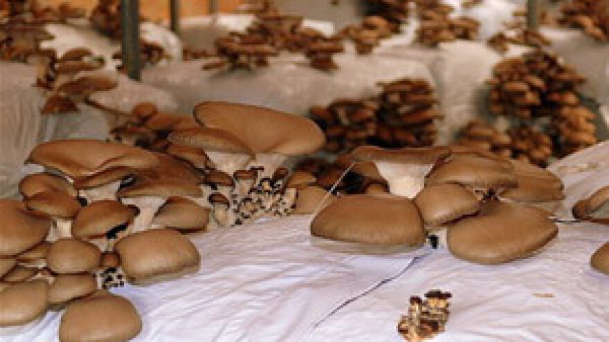 Jesenski uzgoj bukovače