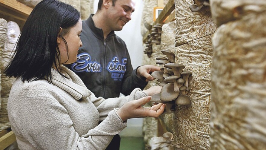 Radionica uzgoja gljiva na Vukomeriću!