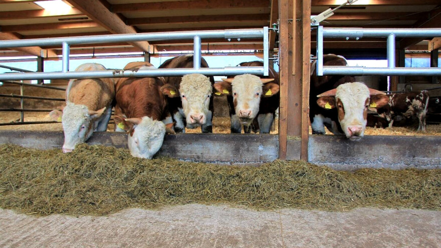 Dogovoren izvoz žive junadi i goveđeg mesa u Albaniju - isplata unapred