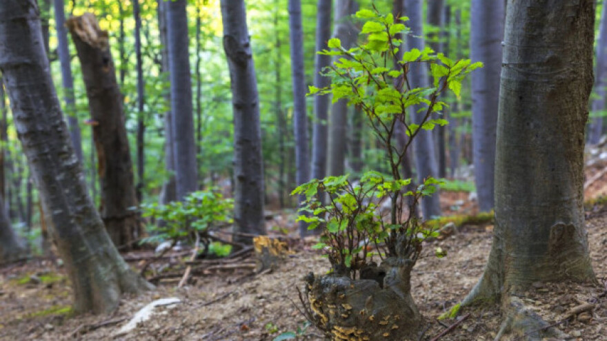 Pokus: jesu li mješovite šume stabilnije od čistih?