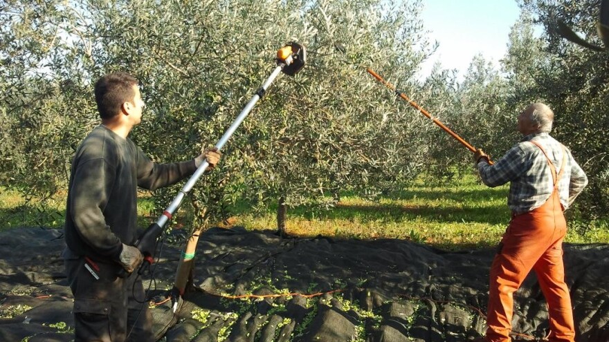 OPG Bulić: Ako se želite baviti poljoprivredom morate to raditi sa zadovoljstvom, ako ne, bolje se ni ne upuštati