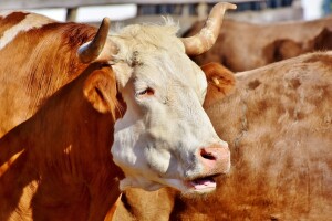 Više tisuća bikova u Semberiji prešlo tonu, farmeri se plaše uginuća