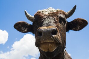 Vlasnik Medonje ponio 400.000 kuna na koridu - nitko se nije htio kladiti