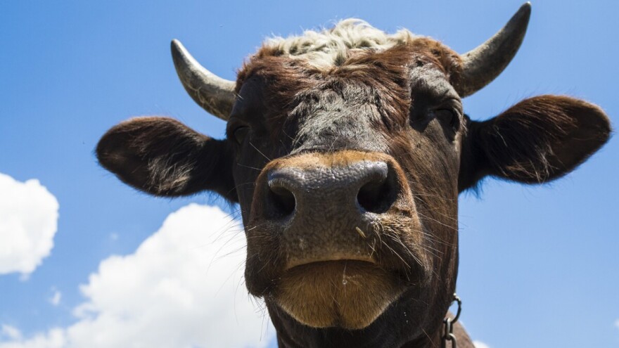 Vlasnik Medonje ponio 100.000 KM na koridu - nitko se nije htio kladiti
