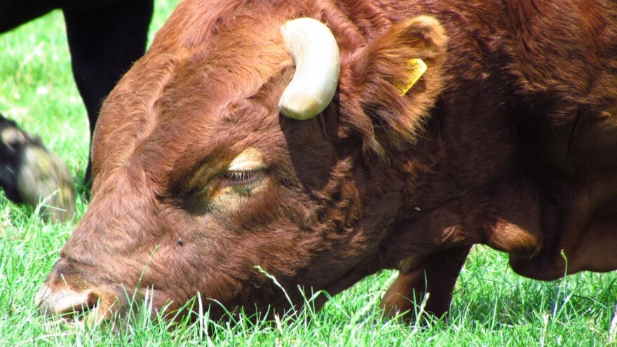 Bikovi "krepavaju" od težine - interventni otkup kreće naredne sedmice