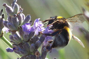 Pesticidi "ubijaju" pčele diljem svijeta
