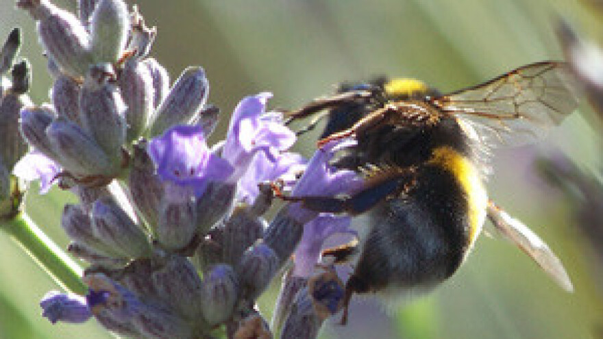 Pesticidi "ubijaju" pčele diljem svijeta