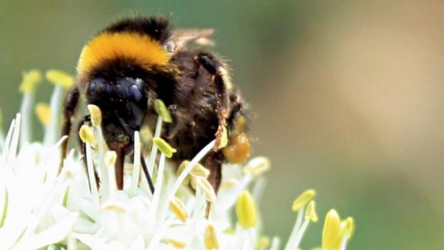 Korištenje bumbara kao prirodnih oprašivača