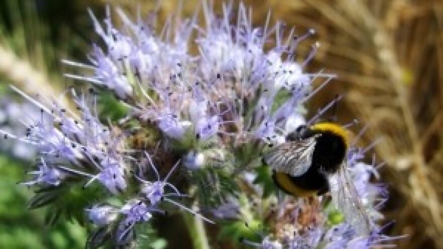 Demonstracija programa "Operacija Polinator"