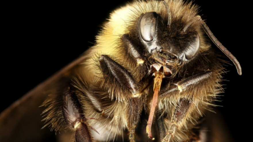 Prvi bumbar na popisu ugroženih vrsta