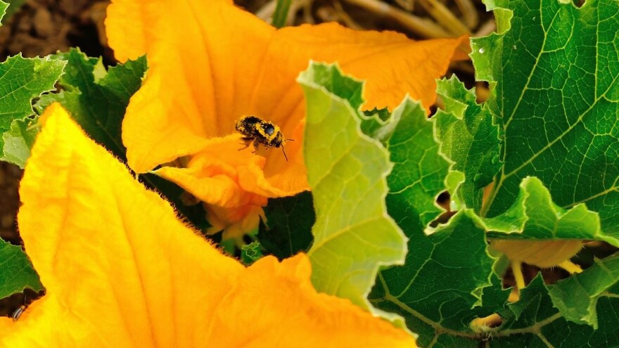 Bumbari bolji od pčela za oprašivanje dinja i lubenica?