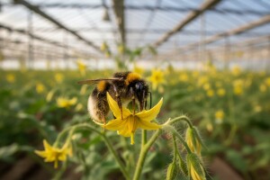 Bumbari - najbolji staklenički oprašivači!