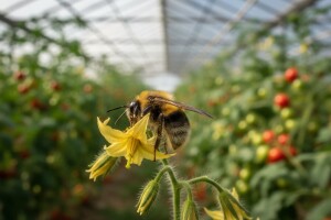 Bumbari - najbolji staklenički oprašivači!