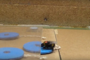 Bumbari opet dokazali - itekako su inteligentni!