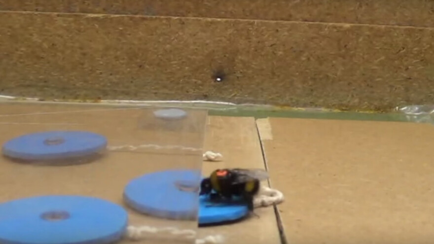 Bumbari opet dokazali - itekako su inteligentni!