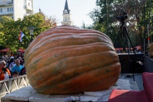 Proizvodnja bundeve od 306 kilograma - koliko bundevara može da se napravi?