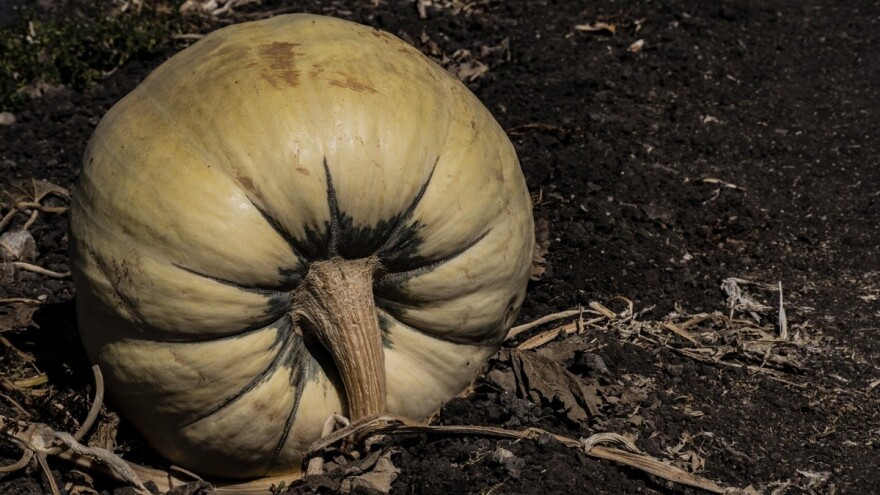 U Rasavcima izrasla bundeva teška 130 kg, a u Oregonu 984 kg!