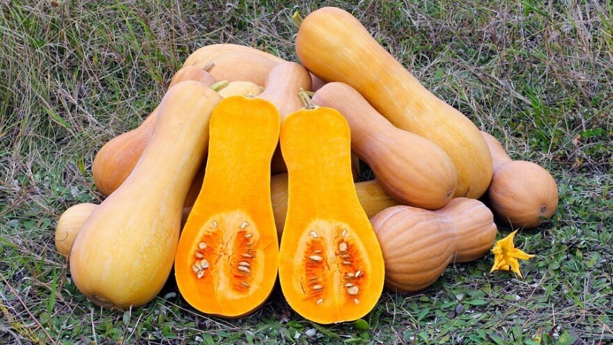 Puter tikva - gastronomski užitak