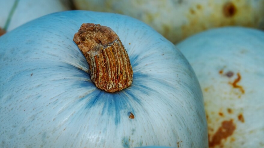 Opovo: Prvoklasne bundeve teško do supermarketa