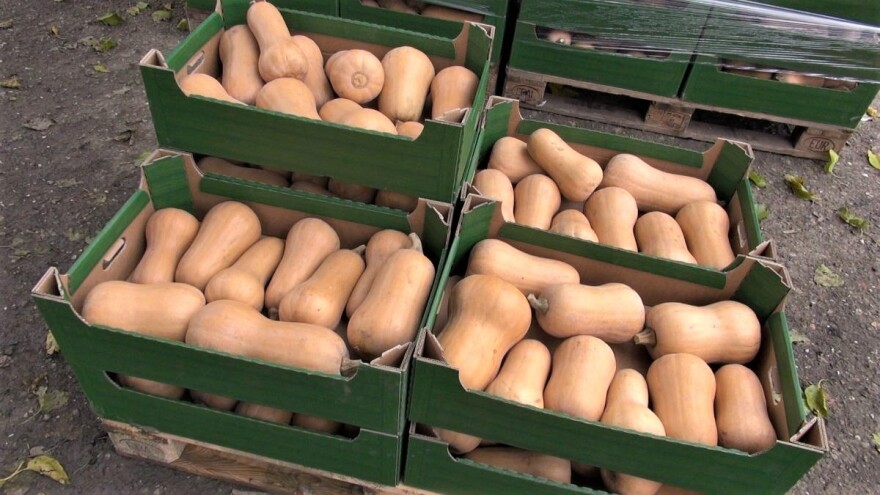 Proizvodnja muskatne bundeve nije komplikovana - voditi računa o kvalitetu