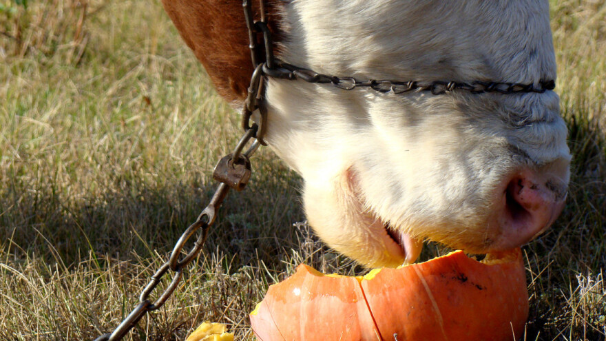 Prednosti i mane rogača, bundeve, žira i kestenja u ishrani stoke