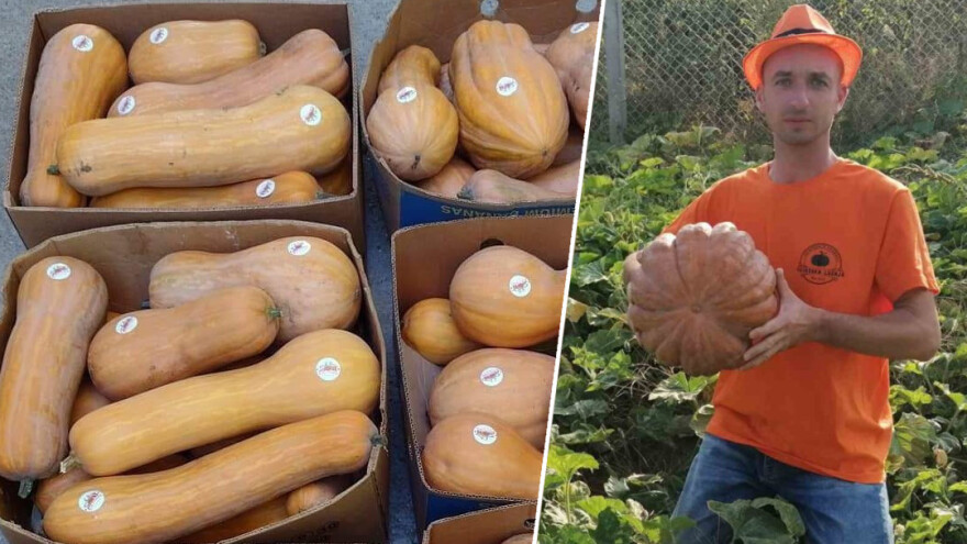 Kako proizvesti najslađu bundevu, zna Radovan Zakić iz Kikinde