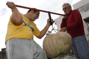Tikva od 60 kilograma