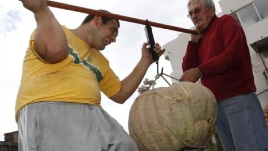 Tikva od 60 kilograma