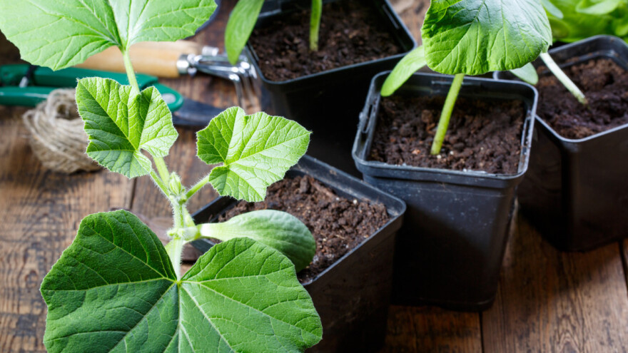 Bundeve - odaberite pravu sortu za prostor kojim raspolažete