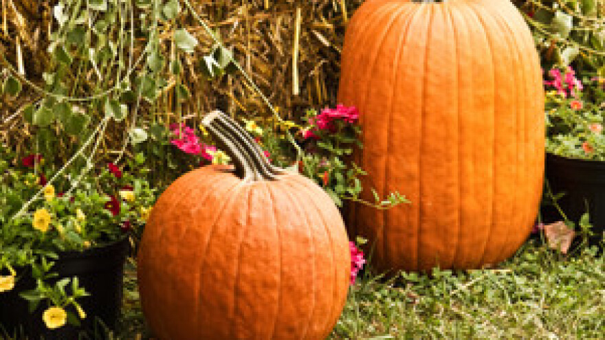 Prijave na IPARD natječaj za mjeru 302 do kraja godine