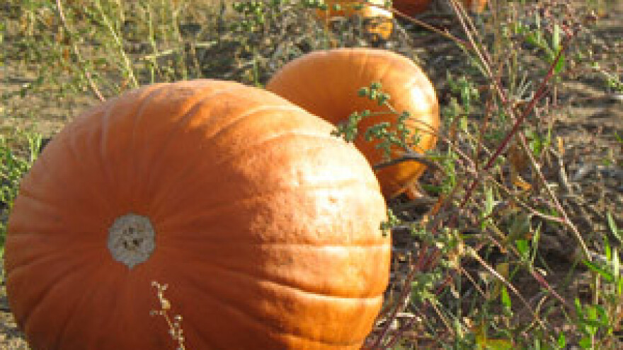 Slavonija rekorder u povlačenju novca iz IPARD-a