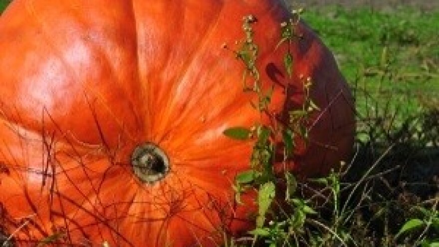 Uzgoj i vrijednost bundeve u našim krajevima