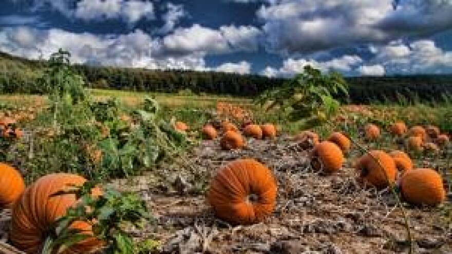 Buča više nije rezervirana samo za jesen