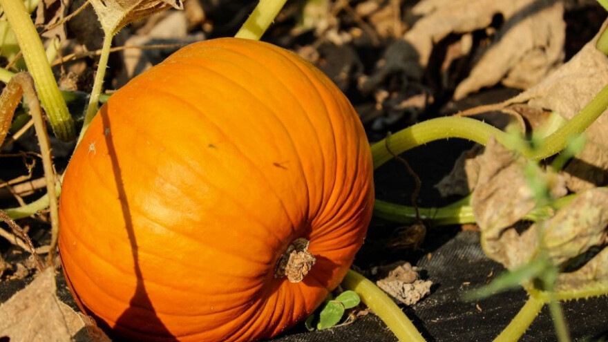 Sezona je bundeve, posljednje povrtnice!